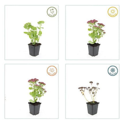 Hohes-Fettblatt Sedum 'Herbstfreude' – ↕10-25cm – Ø9cm – 6 Pflanzen – Winterhart – Trockenheitstolerant – Bienenfreundlich – Spätsommerblüte