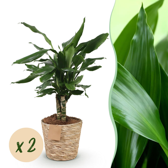 Dracaena fragrans Steudneri – Drachenbaum – 2 Pflanzen – 50-55cm – 17cm – Pflegeleichte Zimmerpflanze mit glänzend grünen Blättern – inkl. Naturkorb