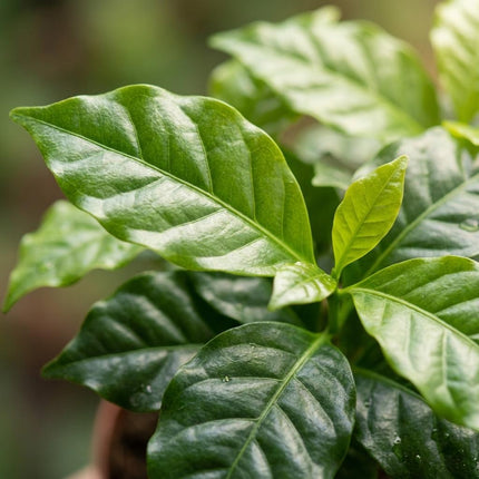 Coffea Arabica Kaffeepflanze – 4 Pflanzen – Ø12cm – Höhe ca.25cm – Tropische Zimmerpflanze mit glänzenden Blättern – Kaffeebaum für Wohnraum & Büro