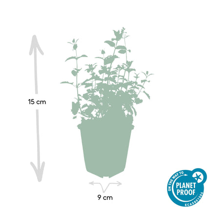 Katzenminze Nepeta 'Six Hills Giant' – ↕10-25cm – Ø9cm – 12 Pflanzen – Lila – blühende Staude – Sonniger Standort