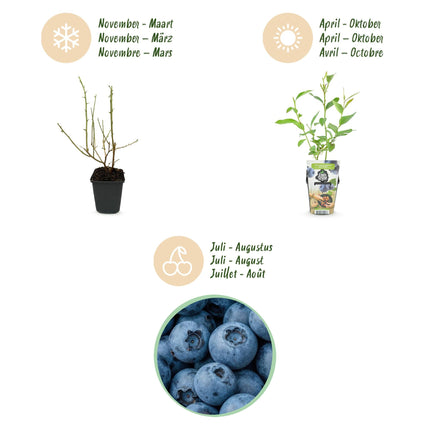 Blaubeere Vaccinium corymbosum Goldtraube winterhart 6 Pflanzen Ø9cm Höhe30cm – Ertragreiche Heidelbeere für Garten Balkon & Terrasse