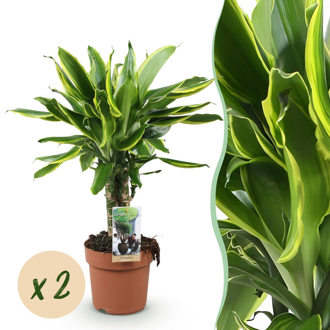 Dracaena fragrans Golden Coast – Zwei pflegeleichte Drachenbäume – 17cm – Höhe 50-55cm – Bunte Grünpflanzen