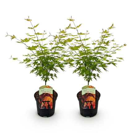 Japanischer Ahorn – Acer palmatum 'Orange Dream' – 2 Pflanzen – ca. 70 cm hoch – Ø19 cm – orangefarbenes, fein gefiedertes Laub – Balkon- & Gartenpflanze