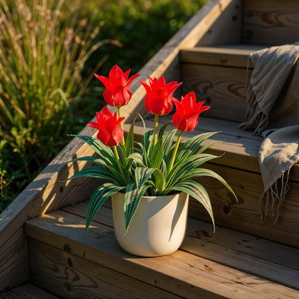 Blumenzwiebeln Tulipa Greigii Red – Rot – 15 Stück – Zwiebelgröße 11/12 – Früh blühende Greigii-Tulpen für Garten, Balkon & Terrasse – Pflegeleicht & winterhart