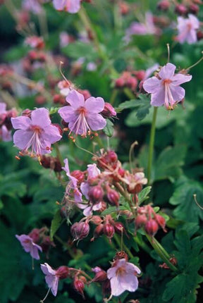 Balkan – Storchschnabel Geranium macr. 'Ingwersen's Var.' – ↕10-25cm – Ø9cm – 6 Pflanzen – Winterharter Bodendecker mit zartrosafarbenen Blüten