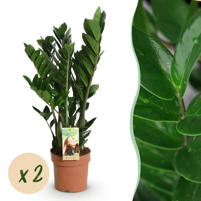 Zamioculcas – 2 pflegeleichte ZZ – Pflanzen – 17cm – Höhe 65-75cm – Dunkelgrüne Zimmerpflanzen für Innenräume