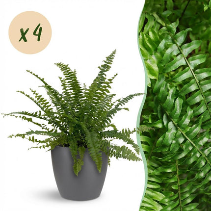 Nephrolepsis Exaltata Green Lady Farn – 4er Set Zimmerpflanzen im grauen Topf Ø12cm Höhe25cm – Haustierfreundliche Grünpflanze