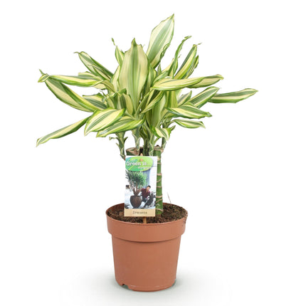 Dracaena fragrans Diamond Dream – Drachenbaum – 17cm – Höhe 50-55cm – Pflegeleichte buntlaubige Zimmerpflanze für Wohnräume und Büro