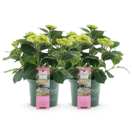 Hortensie Magical Jewel Pink – Rosa – 2 Pflanzen – Hydrangea macrophylla – Je im 23cm Topf – Ca. 55cm hoch – 6-10 Blüten