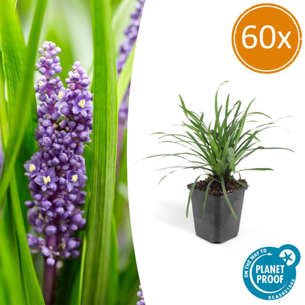Lilientraube Liriope muscari 'Big Blue' – ↕10-25cm – Ø9cm – 60 Pflanzen – Immergrüner Bodendecker – Lila Blüten ab August – Pflegeleicht & Halbschatten