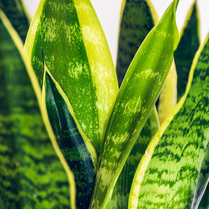 Sansevieria Laurentii – 60-70cm – 17cm – Pflegeleichte Schwiegermutterzunge in Grün – Gelb