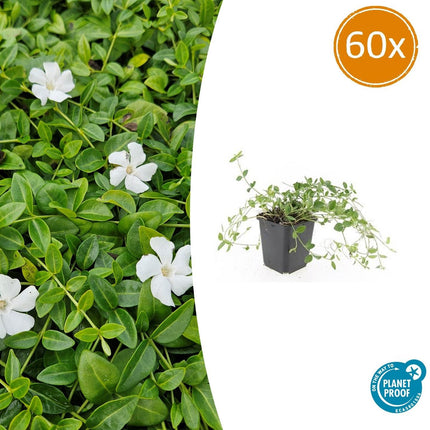 Kleines Immergrün Vinca minor 'Gertrude Jekyll' – ↨10-25 cm – Ø9 cm – Immergrüner Bodendecker mit weißen Blüten, schattentolerant & pflegeleicht – 60 Pflanzen