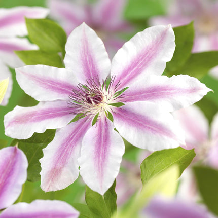 Kletterpflanze Clematis Nelly Moser – Rosa Blüten – Wenig Pflege – 2 Pflanzen – 11 cm Höhe 40 cm – Für Garten, Balkon & Pergolen