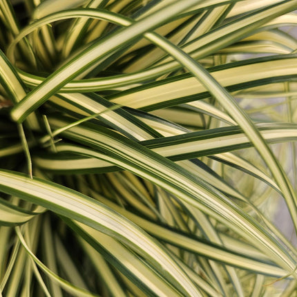 Gold Segge Carex oshimensis 'Evergold' – ↕10-25cm – Ø9cm – 6 Pflanzen – Bodendecker – Immergrün – Pflegeleicht – Schattentauglich