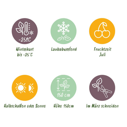 Lonicera caerulea Kamchatika – 2 Pflanzen 15cm – ca. 50cm hoch – Honigbeere / Blaue Geißblatt-Beere – Obstpflanze mit essbaren Früchten – Pflegeleicht & winterhart