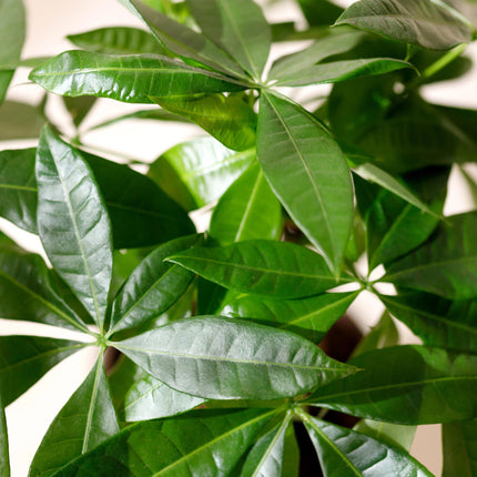 Pachira Aquatica Mehrstamm – 50-55cm – 17cm inkl. Naturkorb – Pflegeleichter Geldbaum