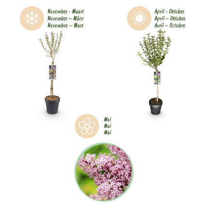 Zwergflieder Syringa meyeri Palibin – 19cm Höhe ca.90cm – Lila blühend & duftend – Winterhart & laubabwerfend – Ideal für Beet Balkon Terrasse