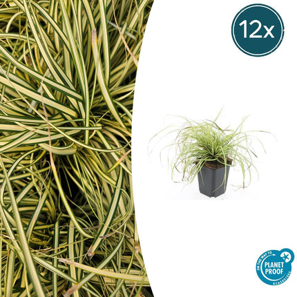 Gold Segge Carex oshimensis 'Evergold' – ↕10-25cm – Ø9cm – 12 Pflanzen – Bodendecker – Immergrün – Pflegeleicht – Schattentauglich