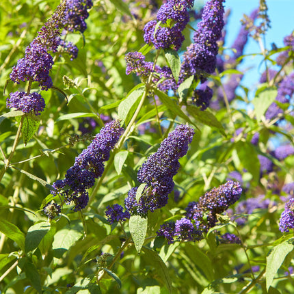 Schmetterlingsstrauch Buddleja davidii Empire Blue – Blau blühender, laubabwerfender Gartenstrauch – Schmetterlings – & bienenfreundlich