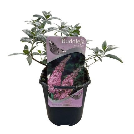 Schmetterlingsstrauch Buddleja davidii Pink Delight – Rosa Blüten – Schmetterlingsfreundlich – Laubabwerfend – 17 cm x H25 cm – Pflegeleicht