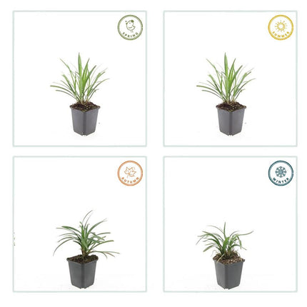 Liriope muscari 'Ingwersen' – Bodendecker – 24 Pflanzen –  Ø9cm – ↕10–25cm – Immergrün & winterhart – Violette Blüte – Für Sonne & Schatten – Pflegeleicht