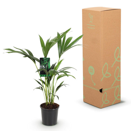 Howea Forsteriana – Kentia – Palme – 70-75cm – 17cm – Pflegeleichte Zimmerpalme mit eleganten Wedeln