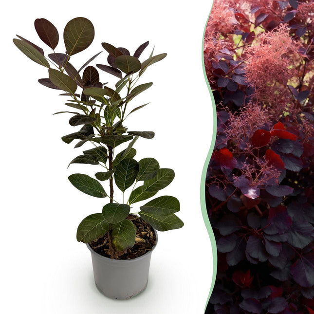 Cotinus coggyria Royal Purple – 12cm – Höhe ca. 35cm – Purpurrotes Laub & luftige Sommerblüten – Laubabwerfender pflegeleichter Perückenstrauch