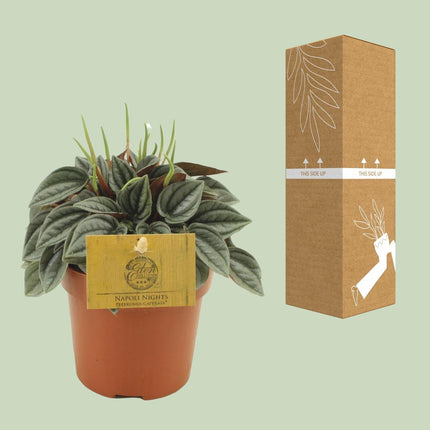 Peperomia Napoli Nights – Zimmerpflanze – Ø10,5cm – ca. 15cm hoch – Pflegeleichte, luftreinigende Sukkulente – Für Wohnung & Büro