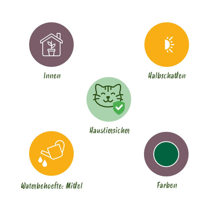 Bambus Pogonatherum Monica Zimmerpflanze mit grauem Topf Ø12cm Höhe 20cm Haustierfreundliche Grünpflanze pflegeleicht für Wohnzimmer Büro Schlafzimmer