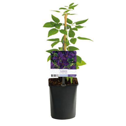 Kletterpflanze Clematis vit. 'Polish Spirit' – Tiefviolette Blüten – 2 Pflanzen – 11 cm x H40 cm – Bis 3 m – Pflegeleicht – Ideal für Garten, Balkon & Pergola