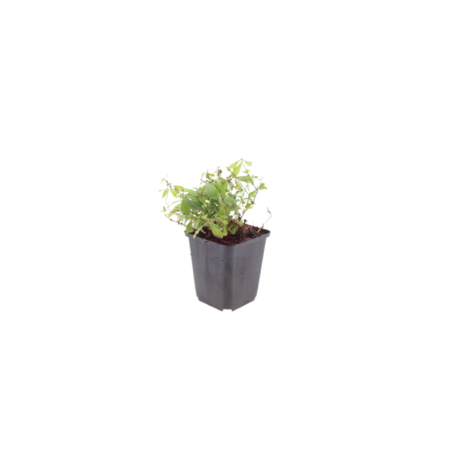 Waldmeister Galium odoratum – 48 Pflanzen – 10-25cm – Ø9cm – Duftender Bodendecker für Schatten & Halbschatten