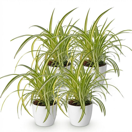 Chlorophytum comosum Variegatum 4er Set Pflanzen Mit Weißem Topf Ø12cm Höhe ca.20cm Bunte Graslilie Haustierfreundlich Luftreinigend Für Zimmer