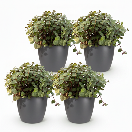 Calissia Repens Zimmerpflanze 4er Set mit grauem Topf Ø12cm Höhe 17-20cm Haustierfreundliche Grünpflanze pflegeleicht für Wohnzimmer Büro Schlafzimmer