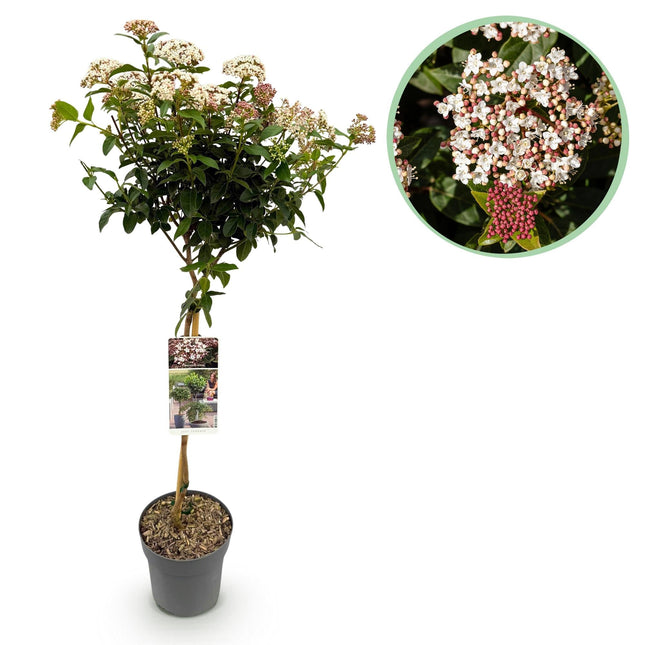 Viburnum tinus – Immergrüner Schneeball – Stamm-Pflanze – Ø19 cm – Höhe ca. 90 cm – Winterblüher – Pflegeleicht & robust – Für Terrasse, Balkon & Garten