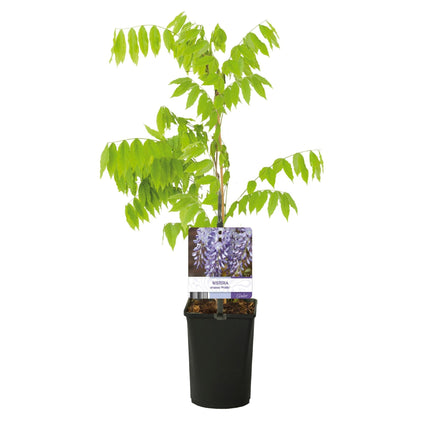 Blauregen Wisteria floribunda Prolific – Kletterpflanze – Blüte Blau – Duftend – Schnellwachsend – 11cm Höhe 40cm – Für Pergolen & Zäune