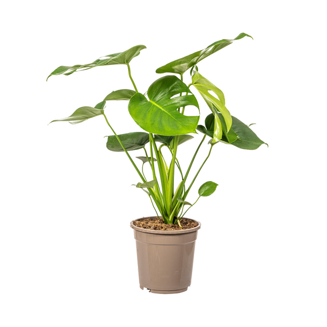 Fensterblatt Monstera Deliciosa Tauerii – Ø19 cm – ca. 70–90 cm hoch – Zimmerpflanze mit großen, herzförmigen Blättern – Für Wohnzimmer & Büro