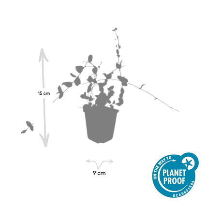 Vinca minor 'Blue and Gold' – 48 Pflanzen – Immergrüner Bodendecker – Blau-lila Blüten – Goldgelbe Blätter – 10–25 cm – Ø9 cm – Schattentolerant & pflegeleicht