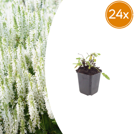 Salvia nemorosa Schneehügel – 24 Pflanzen – Ø9cm – Höhe 10-25cm – Steppensalbei – Hellblaue Blütenähren – Bienenfreundlich für Beet & Steingarten