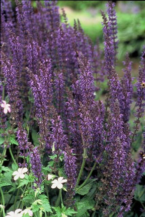 Salvia nemorosa 'Mainacht' – 48 Pflanzen – Blau blühende Staude – Sonniger Standort – Bienen – & Schmetterlingsfreundlich – Ø9cm – 10-25cm