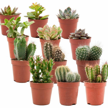 Kakteen & Sukkulenten Mix – 12 Pflanzen – Ø5,5cm – Höhe 5-10cm – Echte Mini Kakteen & Sukkulenten – Pflegeleichte Zimmerpflanzen für Deko & Geschenk