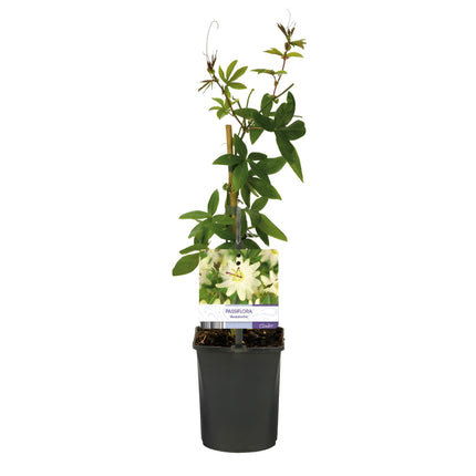Passiflora Avalanche Passionsblume – Weiße Kletterpflanze 11cm – 2 Pflanzen Set ca.40cm – Duftende Blüten & Pflegeleicht