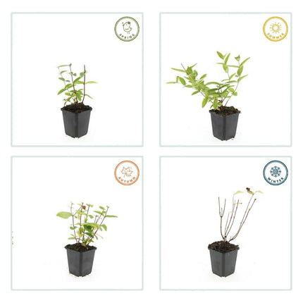 Hypericum inodorum 'Annebel' – 48 Pflanzen – ↕10-25 cm – Ø9 cm – Gelber Sommerblüher – Pflegeleichter, winterharter Strauch