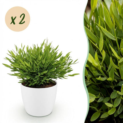 Bambus Pogonatherum Monica Zimmerpflanze 2er Set mit weißem Topf Ø12cm Höhe 20cm Haustierfreundliche Grünpflanze pflegeleicht für Zimmer & Büro