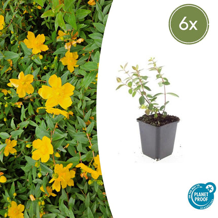 Johanniskraut Hypericum dummeri 'Peter Dummer' – ↕10-25cm – Ø9cm – 6 Pflanzen – Winterharter Bodendecker mit gelben Blüten