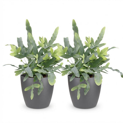 Phlebodium aureum Blue Star 2er Set Pflanzen Mit Grauem Topf Ø12cm Höhe ca.25cm Blauer Farn Haustierfreundlich Pflegeleicht Für Zimmer Büro &
