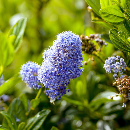 Säckelblume Ceanothus impressus Victoria Ø19cm Höhe90cm – Immergrüne Terrassenpflanze mit lila Blüten – Winterharter Zierstrauch für Balkon & Garten
