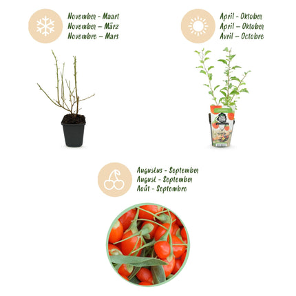 Goji – Beere Lycium barbarum winterhart 3 Pflanzen Ø9cm Höhe 30cm – Rote orange Beerenpflanze für Garten Beet Balkon & Terrasse