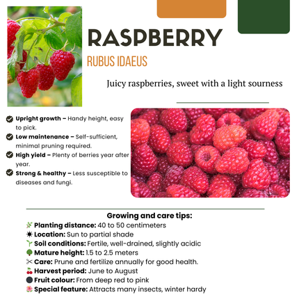 Rubus idaeus – Bio-Himbeere – Ø13cm – ↕20cm – 6 Pflanzen – Biologische Himbeerpflanzen – Für Garten, Balkon & Terrasse