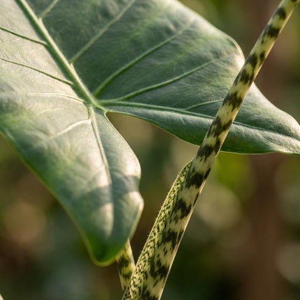 Alocasia Zebrina Elefantenohr Zimmerpflanze 70-75cm – 21cm inkl. Übertopf – große herzförmige Blätter & Zebra – Stiele