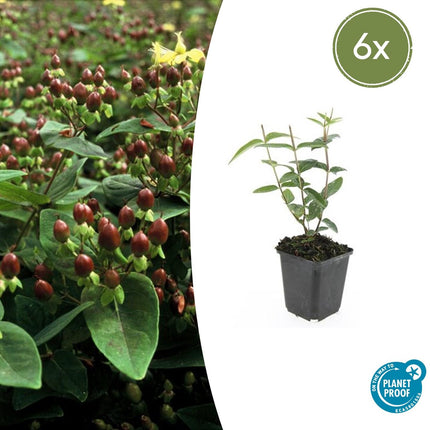 Johanniskraut Hypericum inodorum 'Rheingold' – ↕10-25cm – Ø9cm – 6 Pflanzen – Winterhart, Goldgelbes Laub & Bienenfreundlich